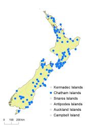 Cardamine forsteri distribution map based on databased records at AK, CHR, OTA & WELT.
 Image: K.Boardman © Landcare Research 2018 CC BY 4.0